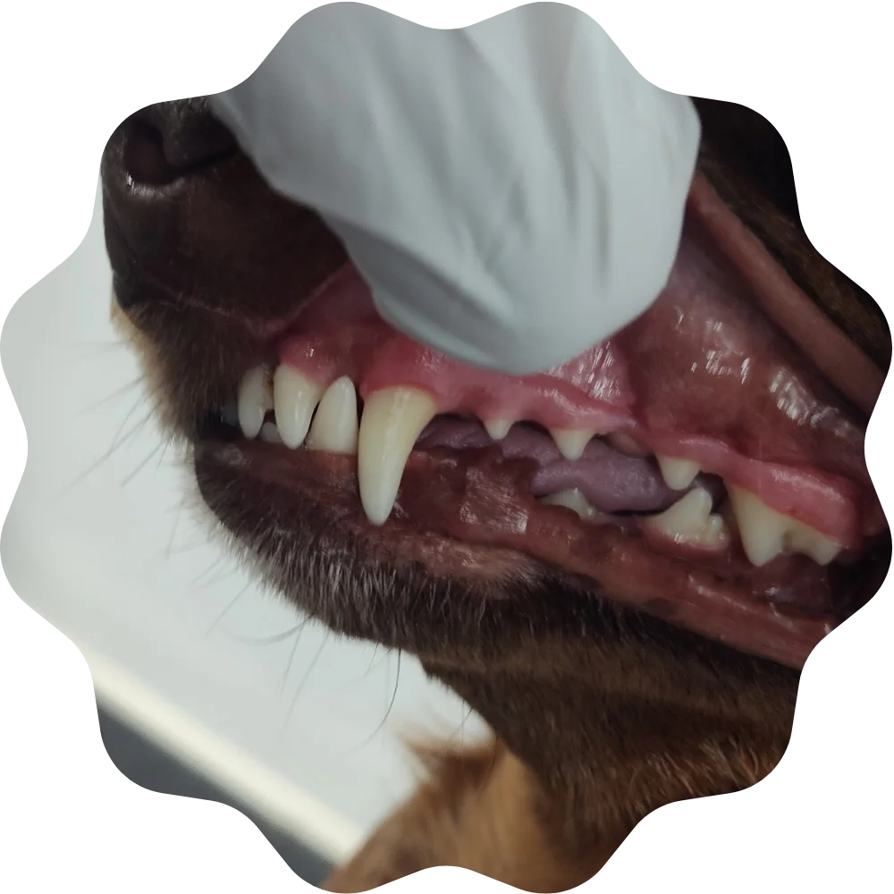 A dog after an ultrasonic dog cleaning session in jacksonville florida